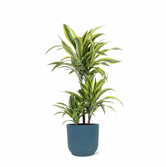 Dracaena lemon lime et son pot relief bleu - hauteur 65cm