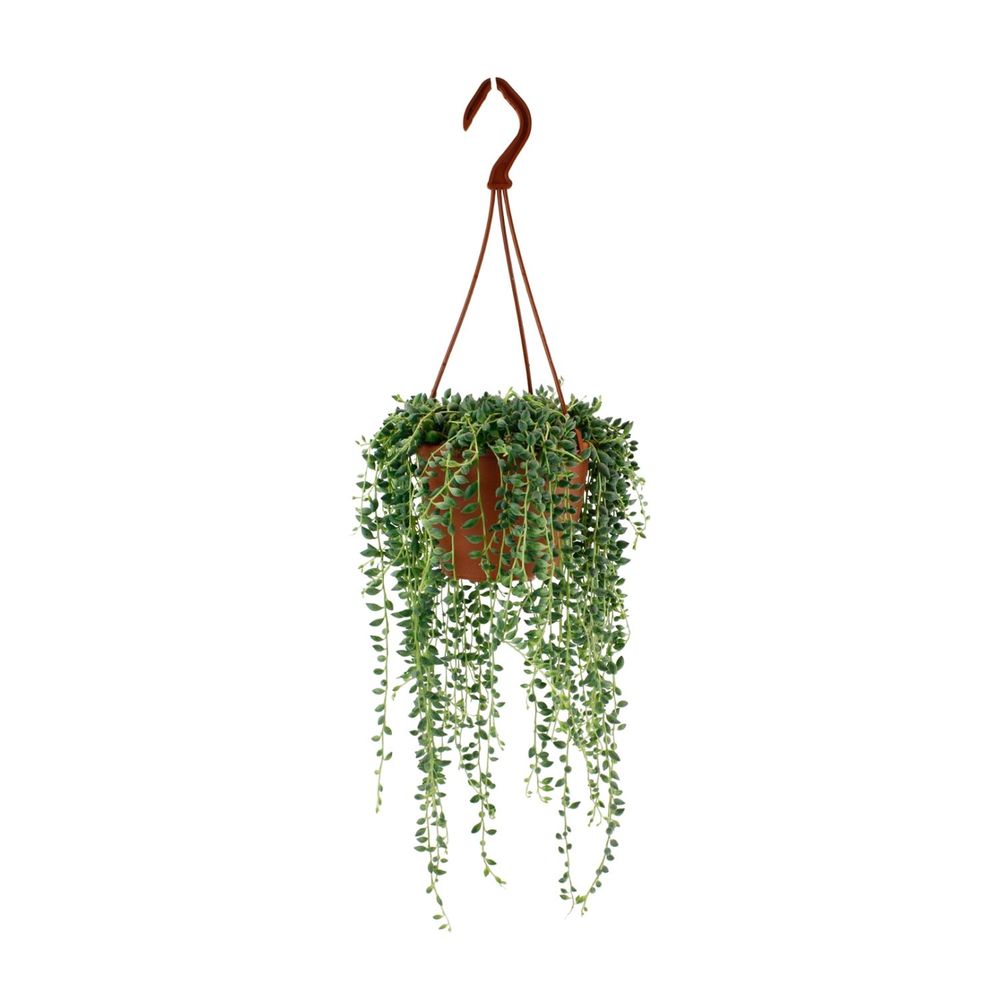 Senecio herreianus - ø12cm - ↕20cm - plantes d'intérieur
