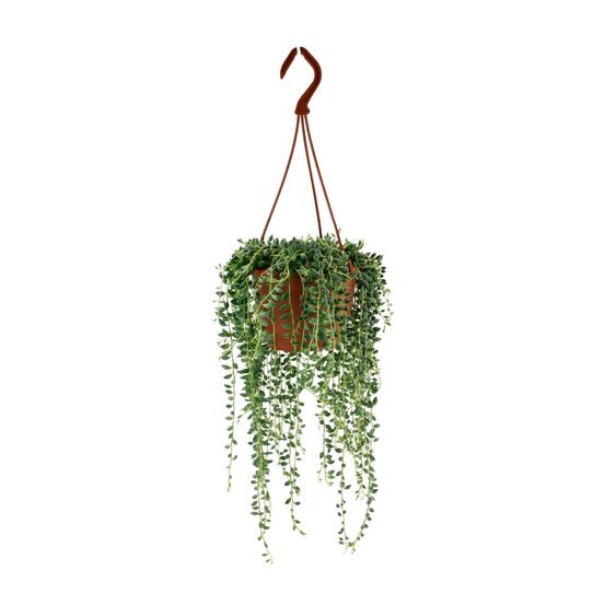 Senecio herreianus - ø12cm - ↕20cm - plantes d'intérieur