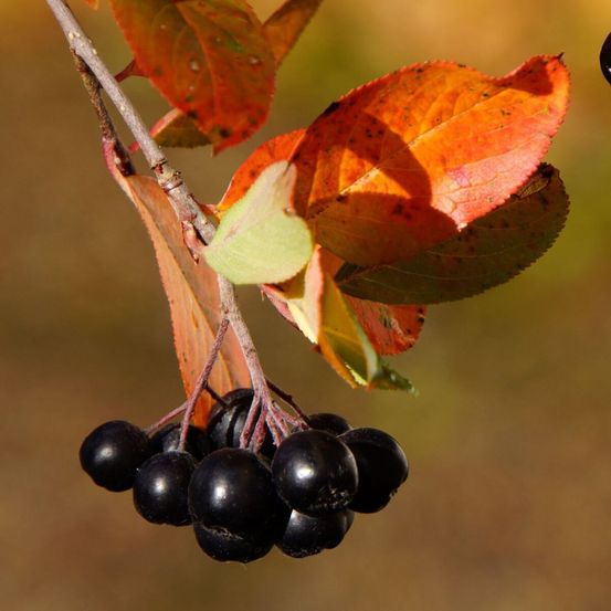Aronie à feuille de prunier nero, aronia pot de 3l - 20/40 cm