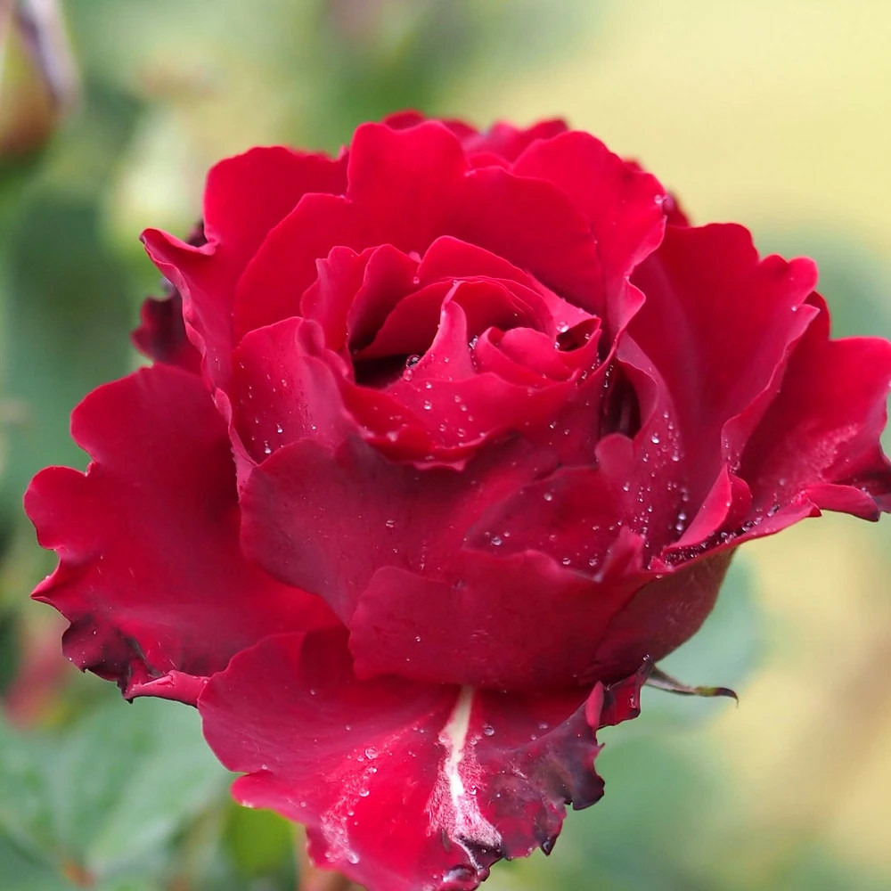 Rosier arbustif hommage à barbara® 'delchifrou' pot de 3l - touffe