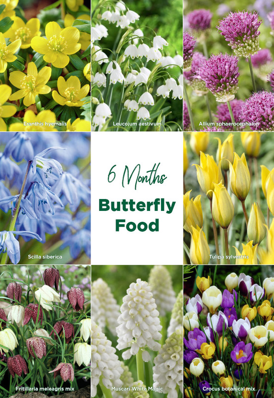 Mélange de 50 - fleurs de 6 mois - respectueux des papillons - pousse de 5 à 70 cm