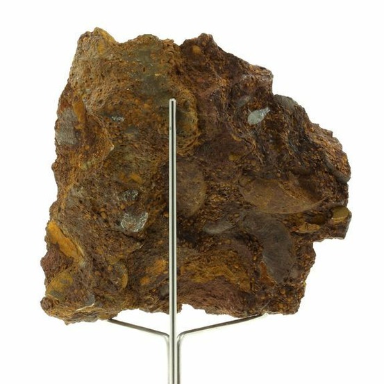 Ammonite pleydellia 1284.0 carats