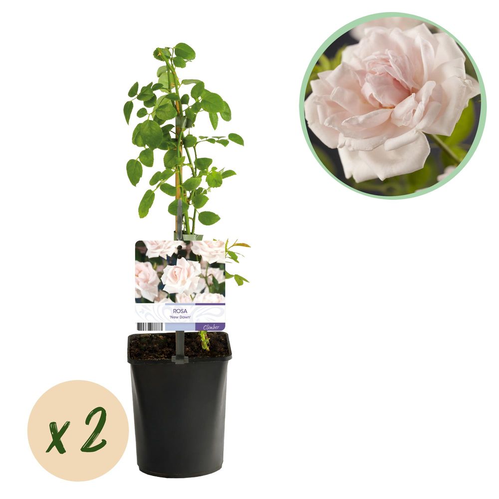 Rosier grimpant 'new dawn' - pot 11 cm - hauteur 40 cm - plante d'extérieur