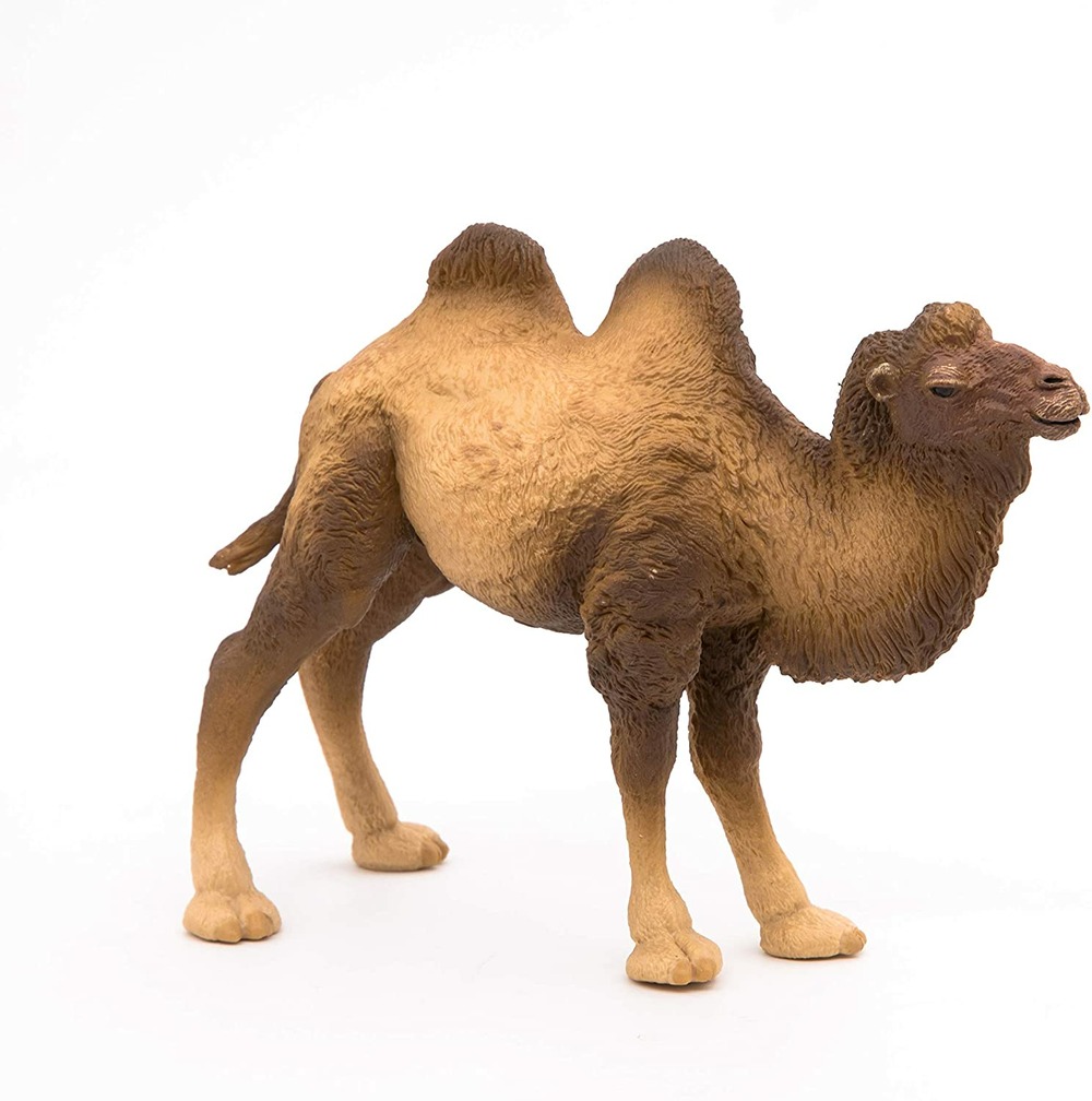 Chameau de Bactriane