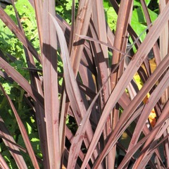 Cordyline australe purpurea - pot de 4l - 40/60 cm