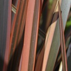 Lin de nouvelle-zélande rainbow madien - pot de 7,5l - 80/100 cm