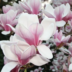 Magnolia de chine, magnolia de soulange soulangiana - pot de 4l - 40/60 cm