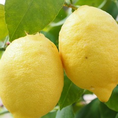 Citronnier limon - pot de 35l - 1/2 tige