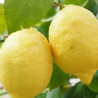 Citronnier limon - pot de 3 l - mini-tige
