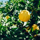Citronnier limon 4 saisons - pot de 5l - 40/60 cm