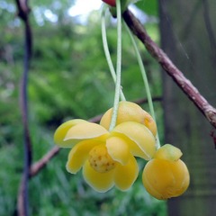 Magnolia grimpant henryi - pot de 1,5l - tuteur bambou 30/60 cm