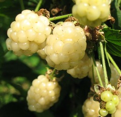 Mûre fruticosus polar berry™ - godet - 5/20 cm