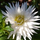 Bulbe de dahlia cactus nain white princess