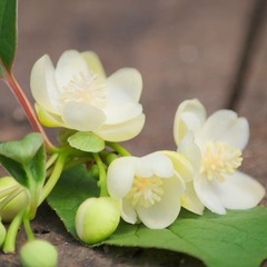 Magnolia grimpant grandiflora - pot de 3l - echelle bambou 60/120 cm