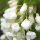 Glycine soyeuse venusta white silk - pot de 3l - echelle bambou 60/120 cm