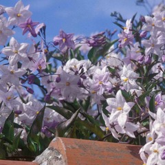 Morelle faux jasmin jasminoides - pot de 3l - 60/120 cm