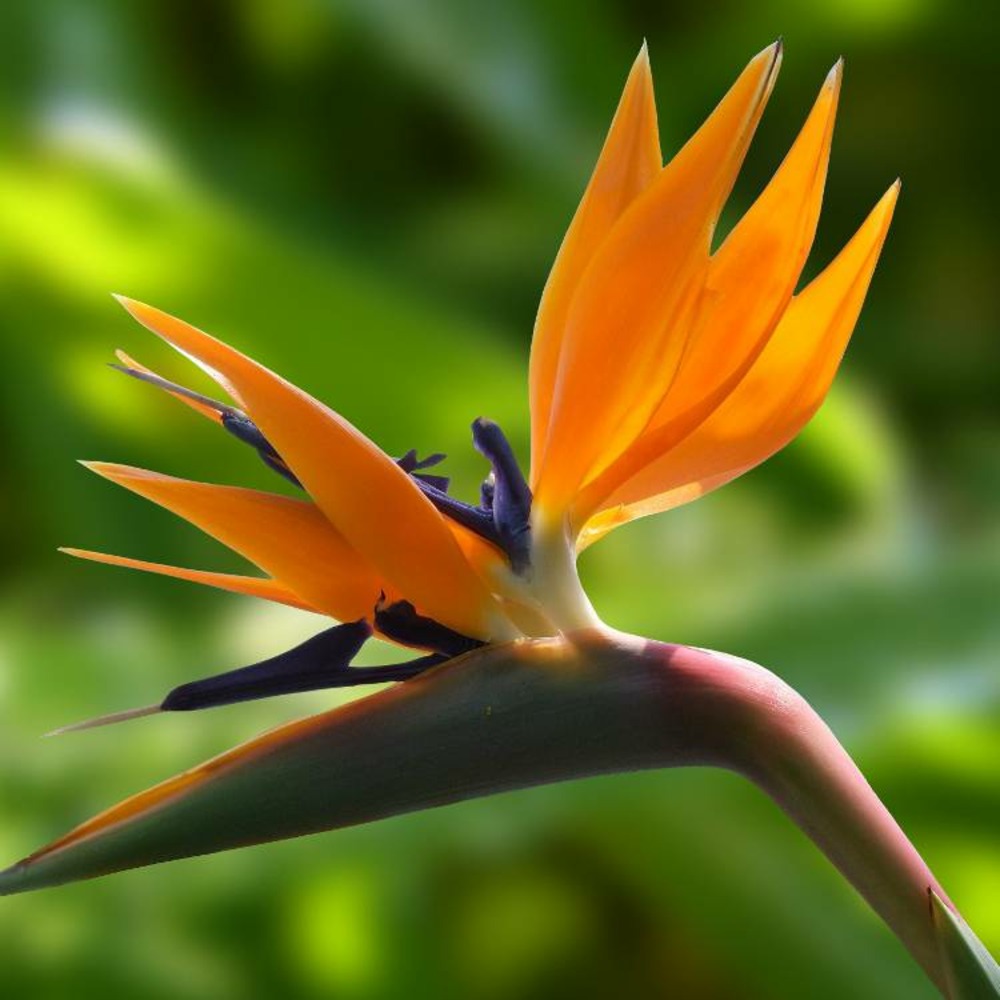 Oiseau de paradis reginae Truffaut