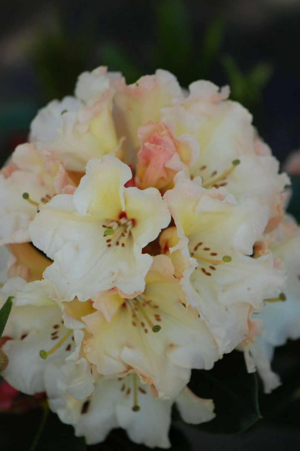 Rhododendron 'horizon monarch' - en pot de 5 litres