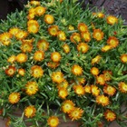 Delosperma orange wonder plante vivace - 3 godets