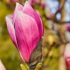 Magnolia à fleurs de lis nigra - pot de 4l - 40/60 cm