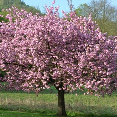Magnolia de chine, magnolia de soulange soulangiana lennei - godet - 5/20 cm