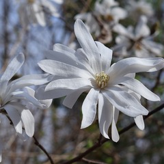 Magnolia étoilé stellata - godet - 5/20 cm