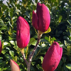 Magnolia x emperor® 'mgemp2012' - pot de 3l - 40/60 cm