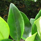 Troène du japon japonicum coriaceum - godet - 5/20 cm