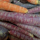 Graines de carotte deep purple f1