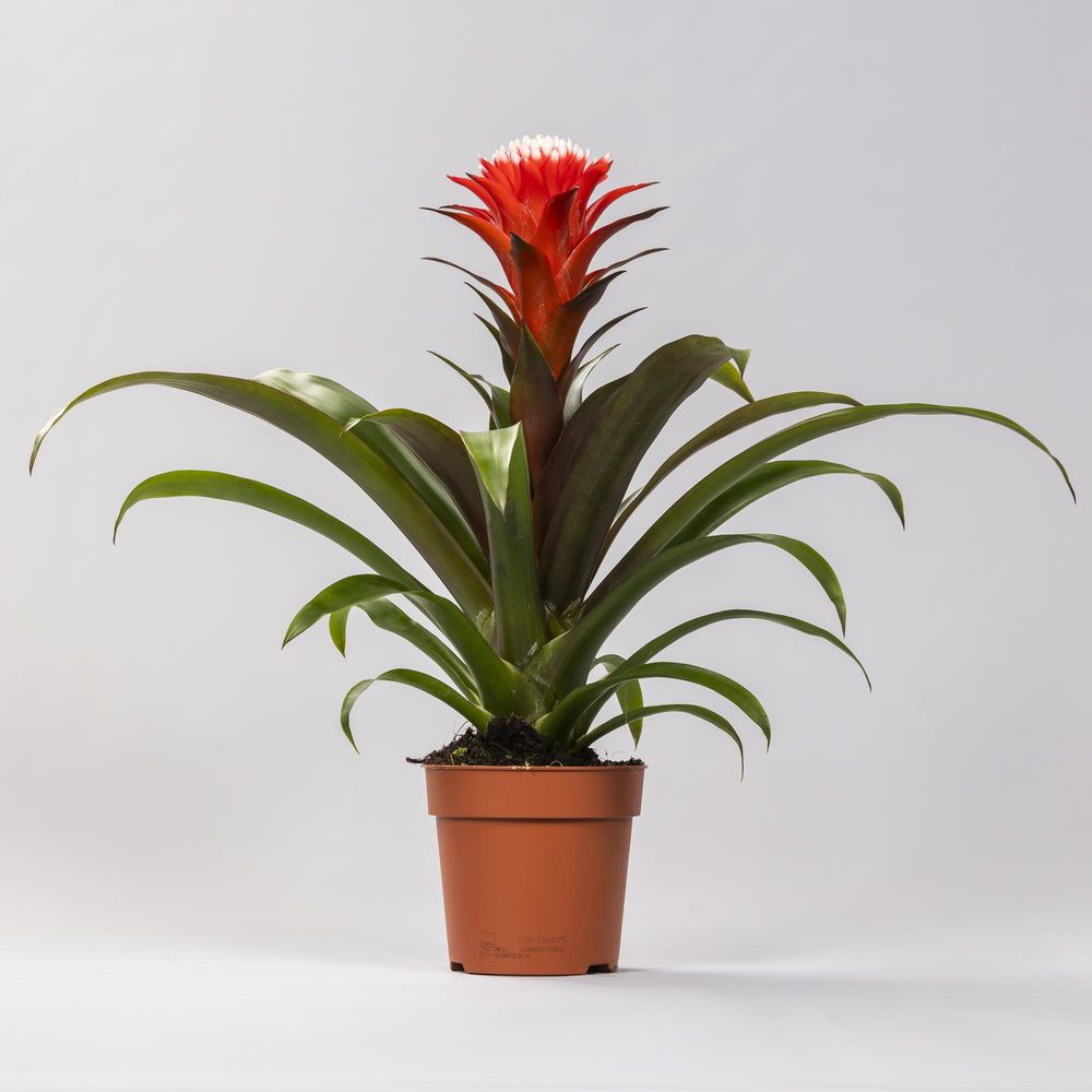 Guzmania hope - ø12 ↕40 - plantes d'intérieur