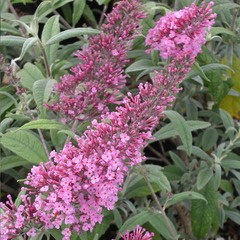 Arbre aux papillons davidii pink delight - pot de 5l - 40/60 cm