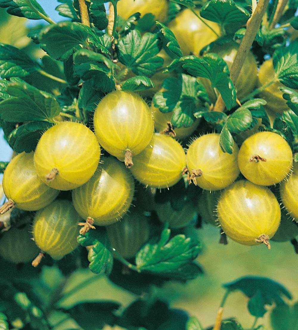 Groseillier a maquereau invicta - 2 pieds