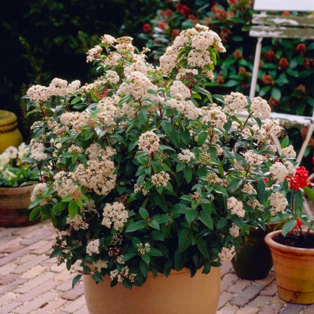 Laurier tin (viburnum tinus)