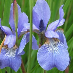 Iris de sibérie mountain lake - godet
