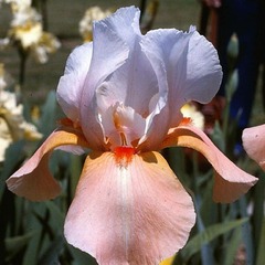 Iris des jardins invitation - godet