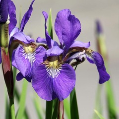 Iris de sibérie tycoon - godet
