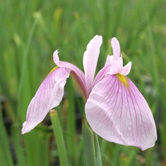 Iris japonais darling - godet