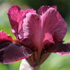 Iris des jardins inferno - godet