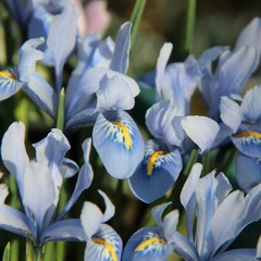 Iris de sibérie blue moon - godet