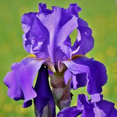 Iris des jardins blue boy - godet