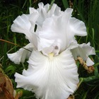 Iris des jardins wedding bouquet