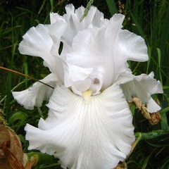 Iris des jardins wedding bouquet - godet