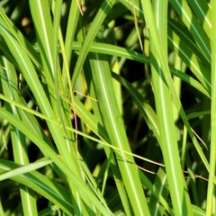 Laîche foliosissima irish green - pot de 1,5l - 10/20 cm