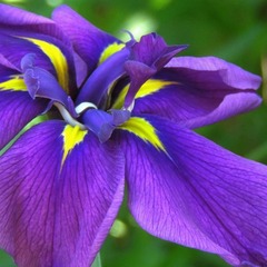 Iris japonais sensation - godet