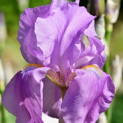 Iris des jardins amethyst flame - godet