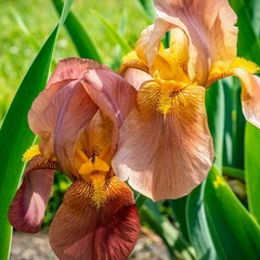 Iris des jardins natchez trace - godet
