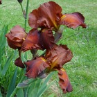 Iris des jardins dutch chocolate - godet