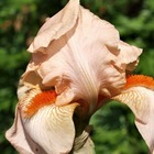 Iris des jardins flamant rose - godet