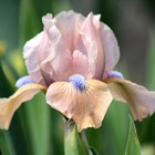 Iris des jardins pretty please - godet